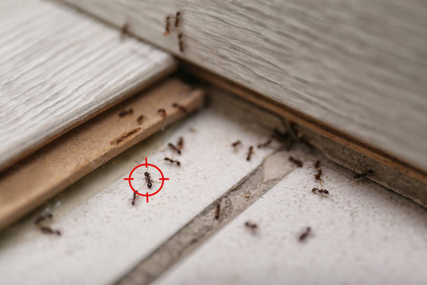 Best Best Pest Control Companies  in Fillmore, CA