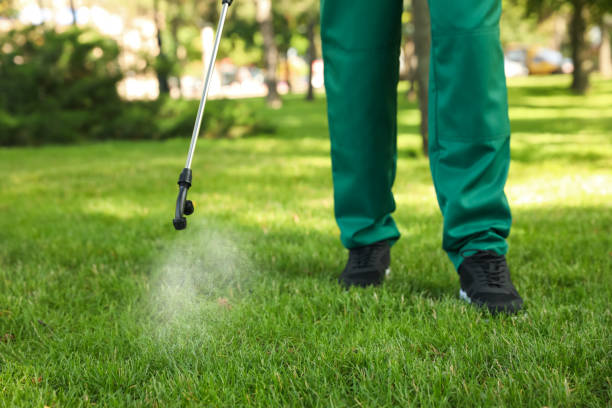Wasp Removal Services in Fillmore, CA