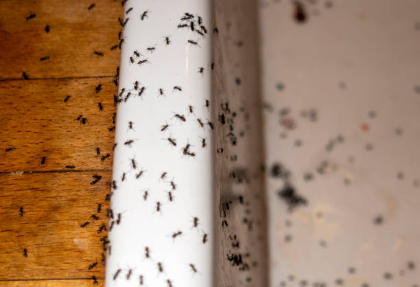 Best Pest Removal Services  in Fillmore, CA