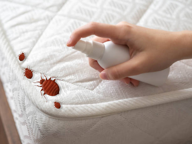 Best Pest Control Near Me in Fillmore, CA