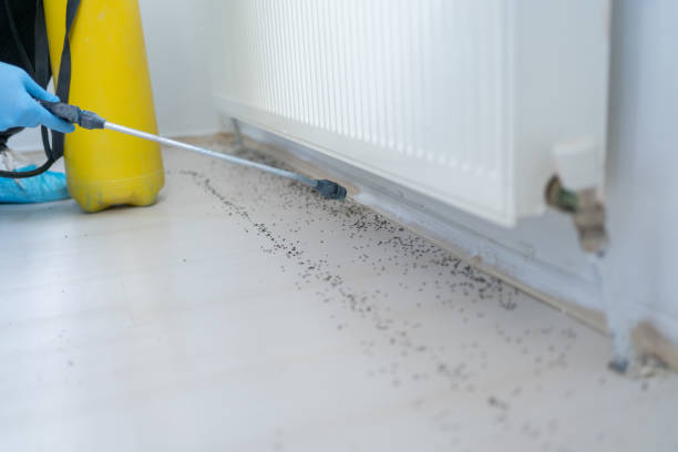 Trusted Fillmore, CA Pest Control Experts
