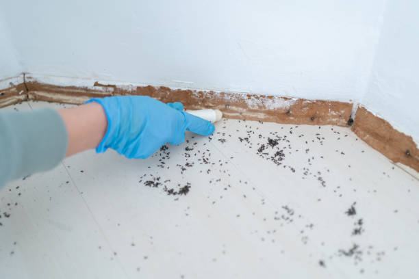 Best Residential Pest Control  in Fillmore, CA